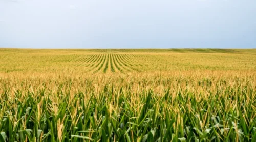 A vast cornfield under a clear blue sky, with rows of tall green corn plants stretching into the distance.