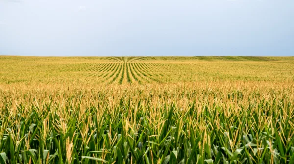 A vast cornfield under a clear blue sky, with rows of tall green corn plants stretching into the distance.