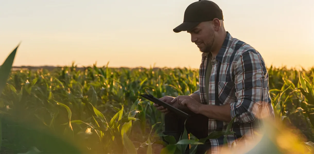 Man in a plaid shirt and cap uses a tablet while standing in a cornfield at sunset.