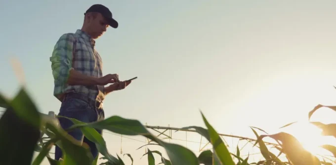 A man in a plaid shirt and cap uses a smartphone while standing in a crop field at sunset.