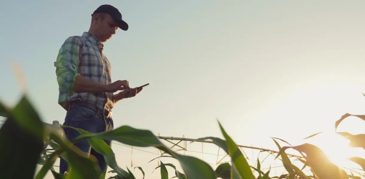 A man in a plaid shirt and cap uses a smartphone while standing in a crop field at sunset.