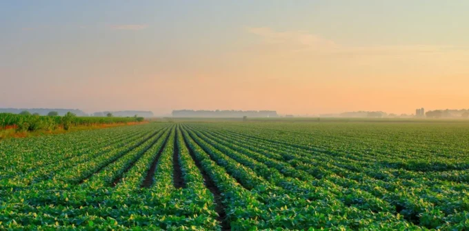 A wide, flat field with green crops growing in neat rows stretches toward the horizon under a hazy sky at sunrise or sunset.