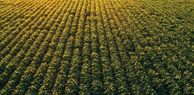 Aerial view of a green agricultural field with evenly spaced rows of crops illuminated by sunlight.