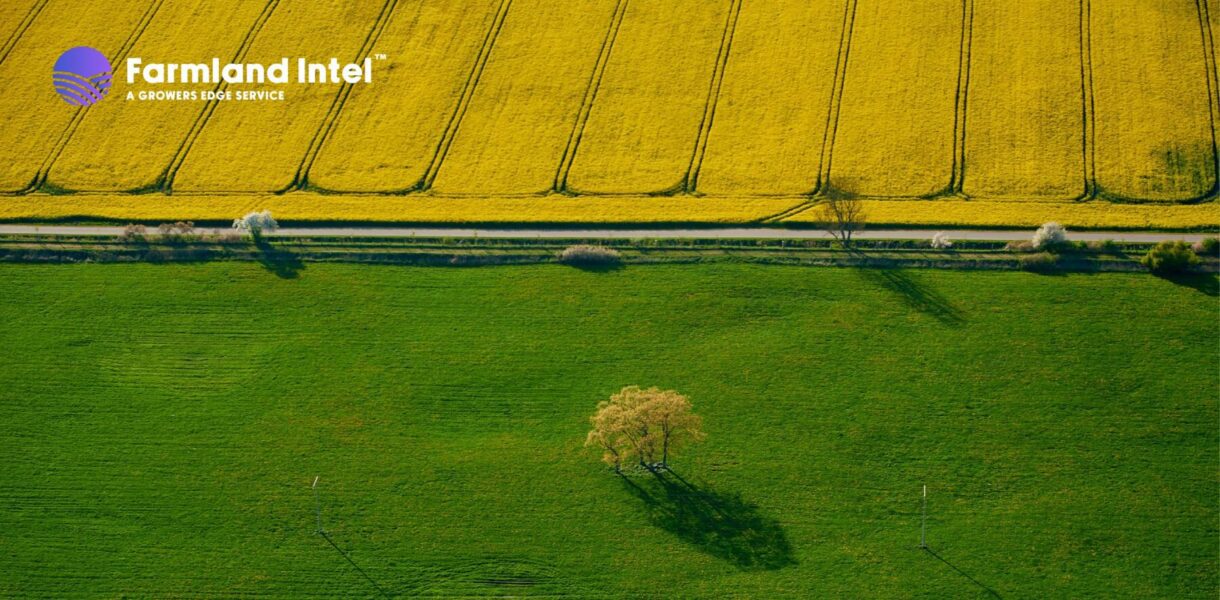 Aerial view of farmland with a yellow crop field separated by a road from a green grassy field with a single tree. "Farmland Intel" logo is in the top left corner.